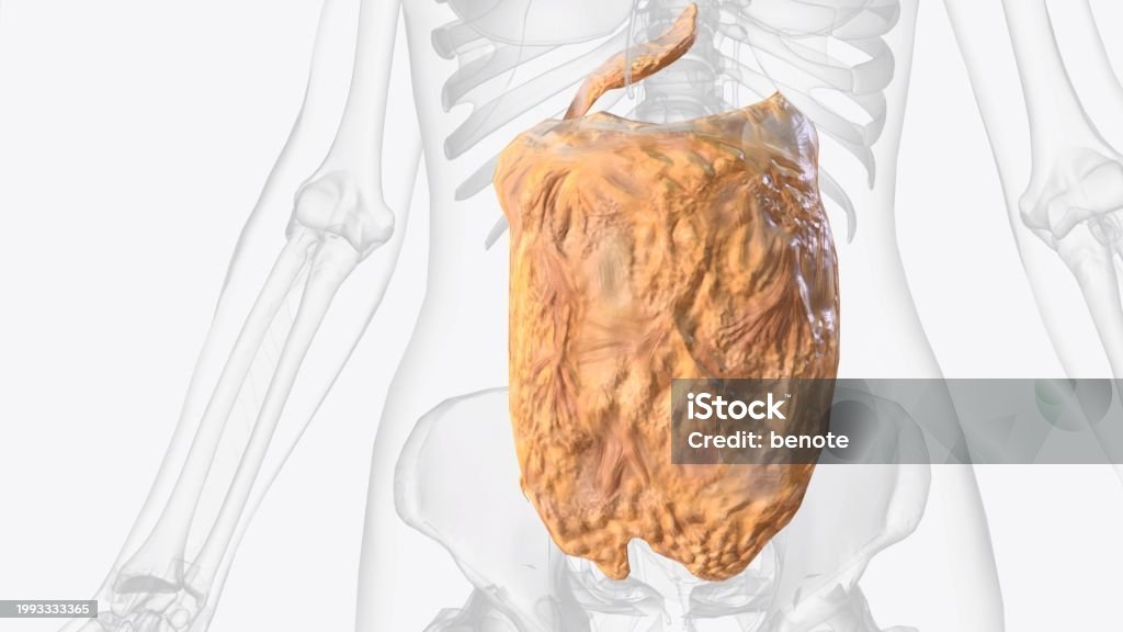 Anatomical diagram showing lower belly fat distribution in the body