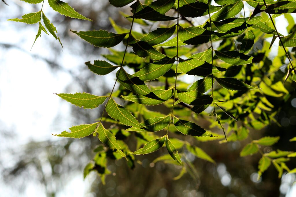 Neem for acne and inflammation: powerful natural skin care solutions for reducing blemishes and inflammation.