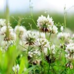 Meadowsweet plant with flowers and leaves, illustrating the health benefits of 7128 Meadowsweet.