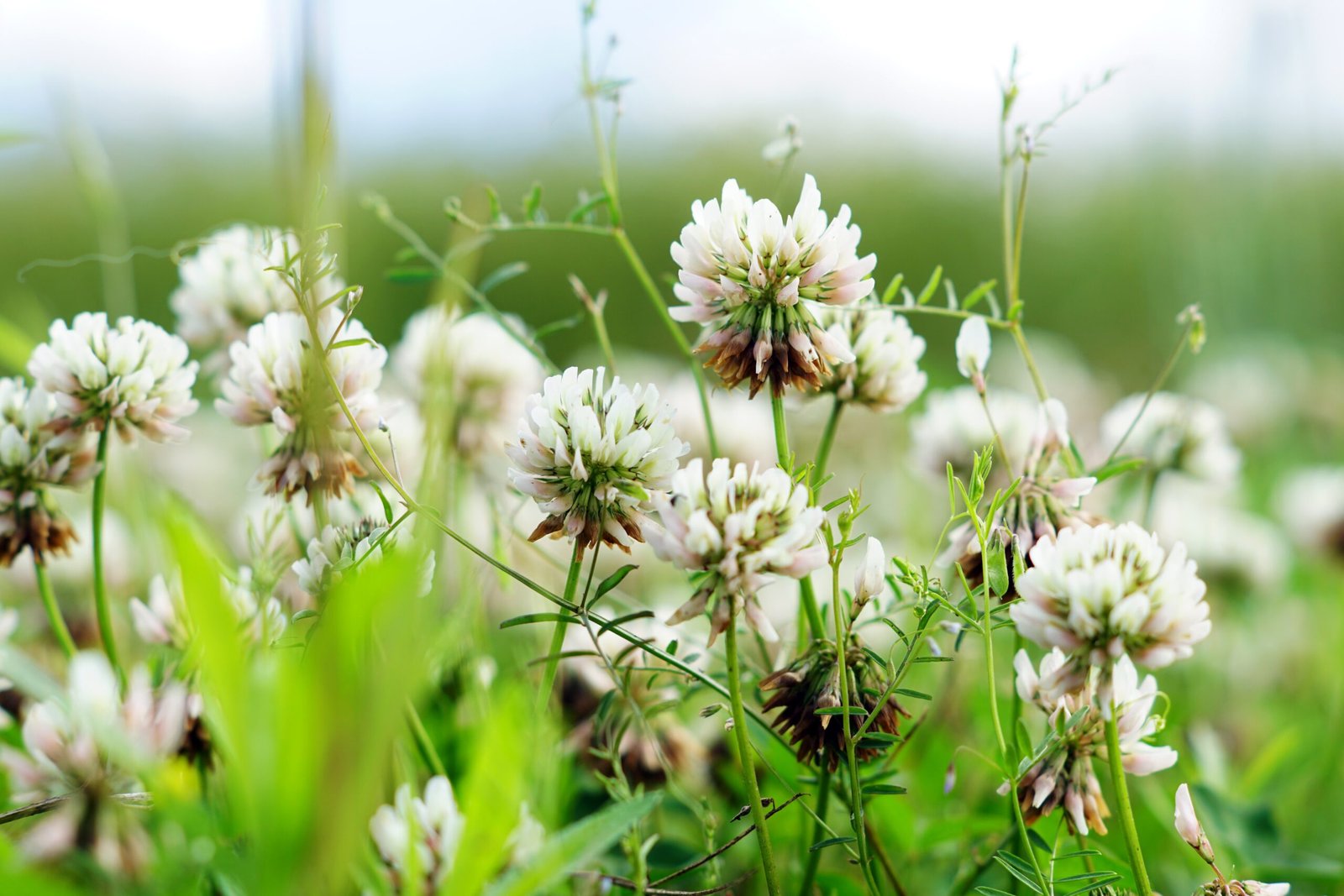 Meadowsweet plant with flowers and leaves, illustrating the health benefits of 7128 Meadowsweet.