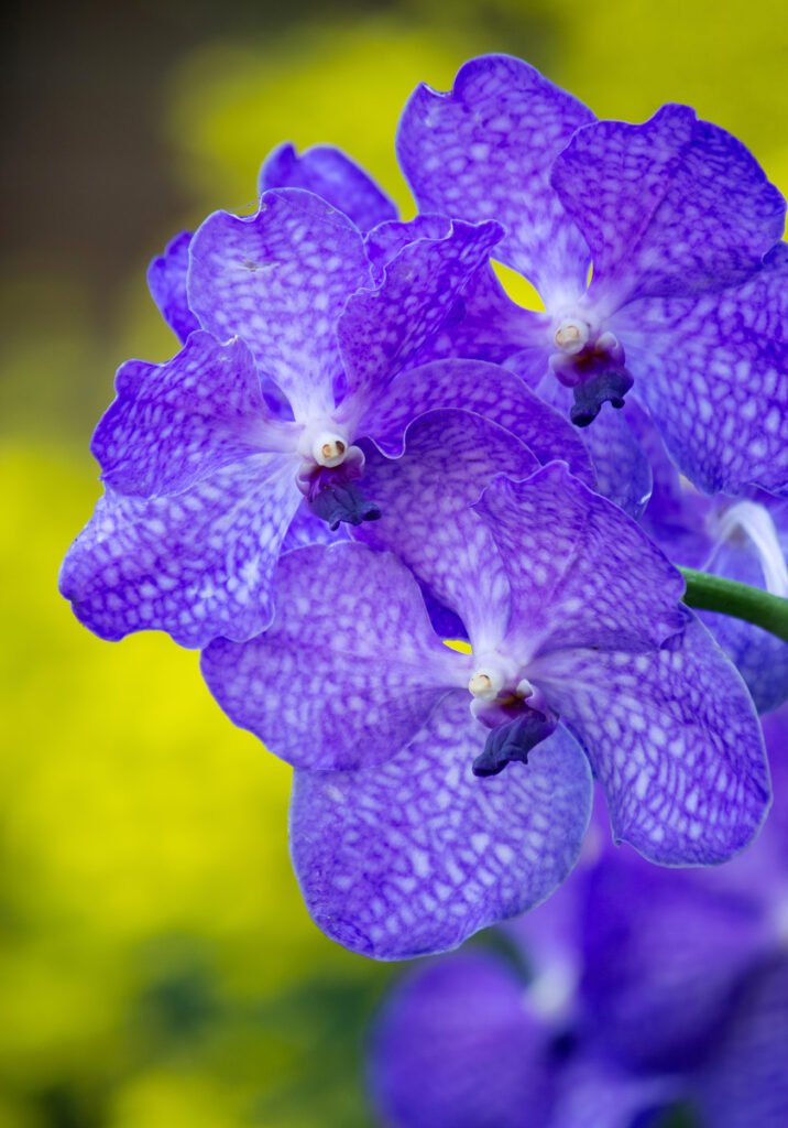 A close-up of blue butterfly pea flowers with vibrant blue petals and green leaves.