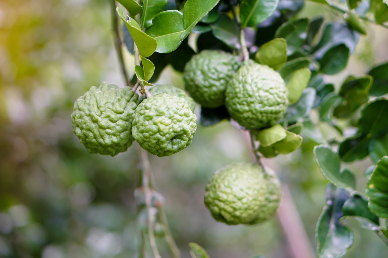 Kaffir lime: A flavorful citrus fruit with health benefits and culinary uses.