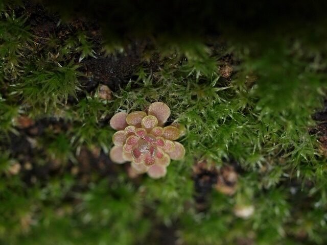 A close-up of Mexican butterworts (Pinguicula moranensis), featuring its purple flowers and sticky leaves, highlighting its unique properties and health benefits.