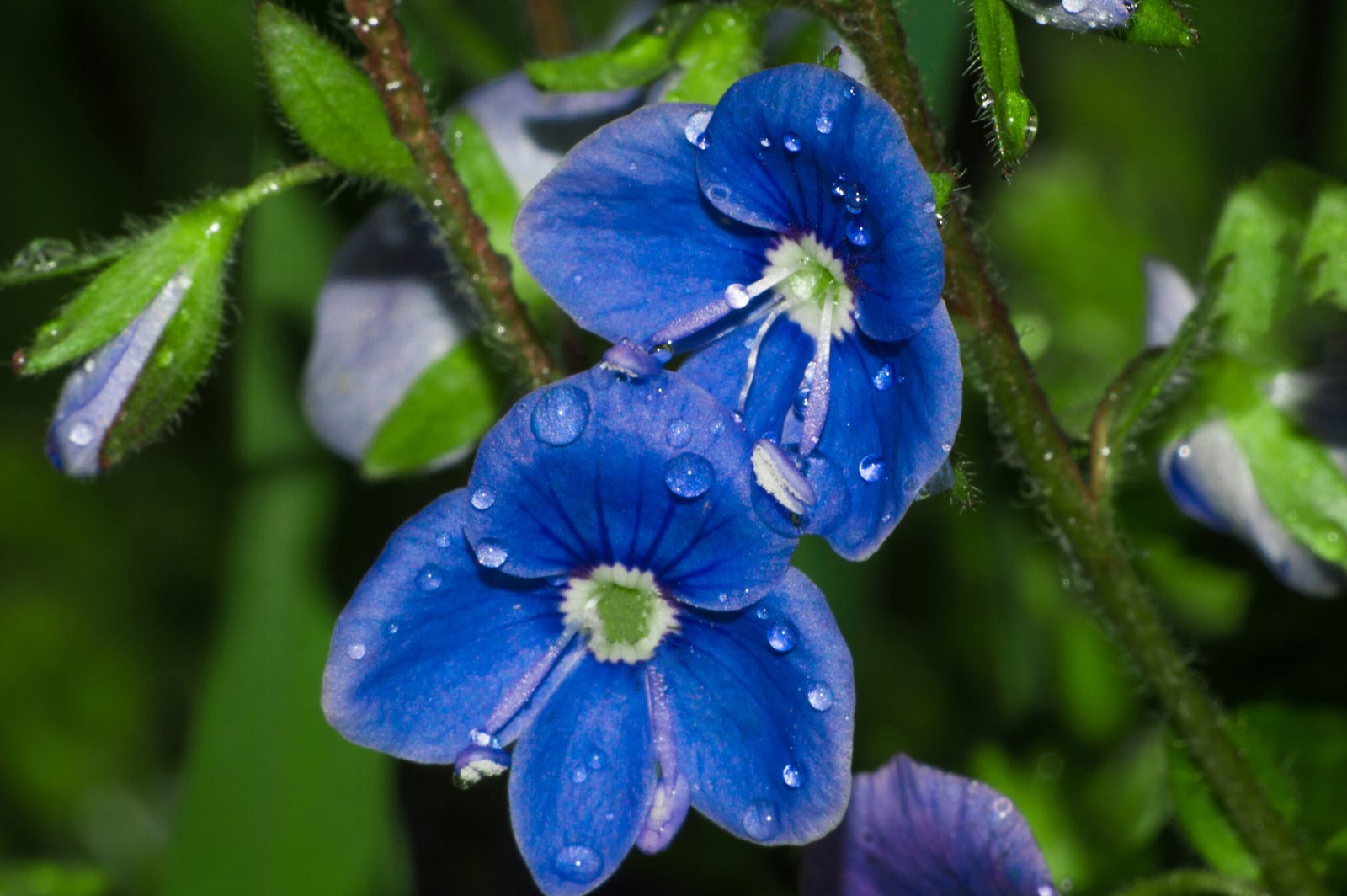 Beautiful blue flowers of the Speedwell plant (Veronica) in full bloom, known for its health benefits.