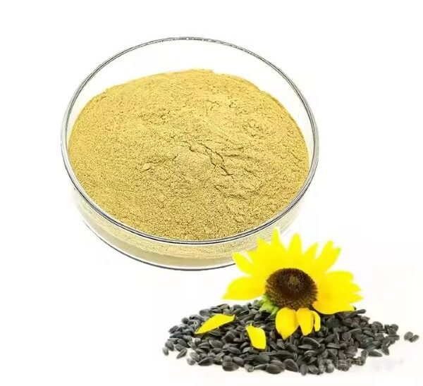 Bright sunflower with sunflower lecithin powder, highlighting its health benefits and uses.