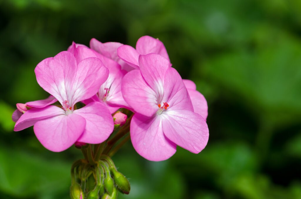 A vibrant Rose Geranium flower showcasing its delicate pink petals and lush green leaves, representing its natural beauty and essential oil benefits.